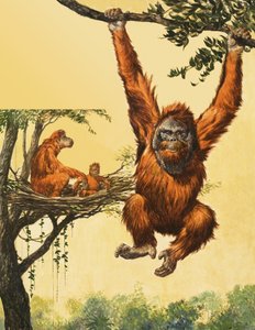 Orangs-outans