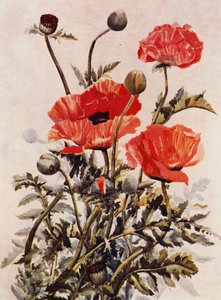 Pavots orientaux