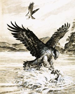 Balbuzard attrapant un poisson - English School