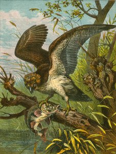 Balbuzard pêcheur - English School
