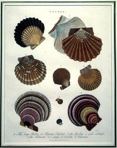 Ostrea, illustration de l