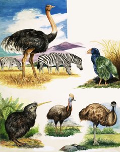 Autruche, Kiwi, Casoar, Émeu et Takahe - English School