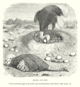 Autruche et nid (gravure) - English School