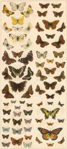 Nos papillons britanniques - English School