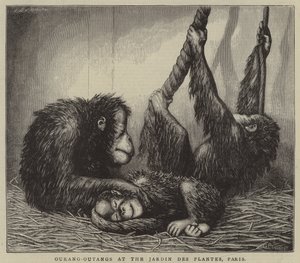 Ourang-Outangs au Jardin des Plantes, Paris (gravure)