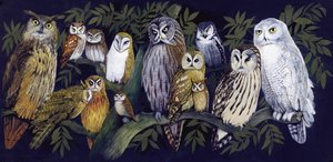 Chouettes