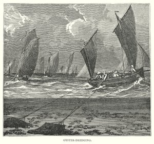 Dragage des huîtres (gravure) - English School