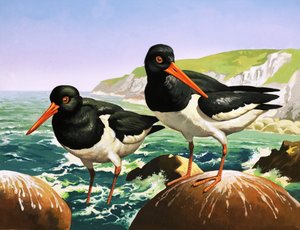 Huîtriers, illustration de "Il était une fois" (gouache sur papier)