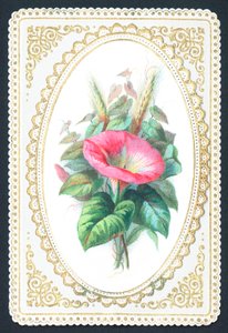 Fleur de pétunia rose, carte - English School