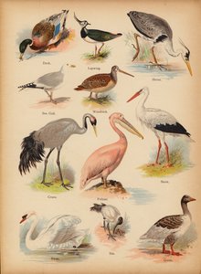 Page de The Little Folks’ Picture Natural History, vers 1900 - English School
