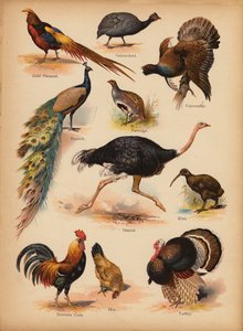 Page de The Little Folks’ Picture Natural History, vers 1900 - English School