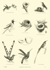 Page du Musée Pictural de la Nature Animée