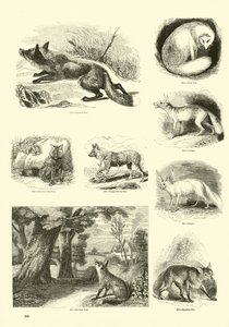Page du Musée Pictural de la Nature Animée