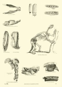 Page du Musée Pictural de la Nature Animée - English School
