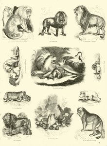 Page du Musée Pictural de la Nature Animée - English School