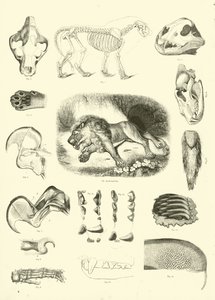 Page du Musée Pictural de la Nature Animée - English School