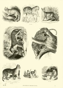 Page du Musée Pictural de la Nature Animée - English School