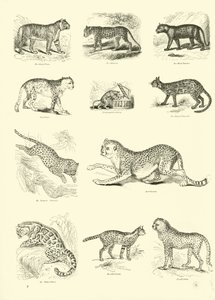 Page du Musée Pictural de la Nature Animée