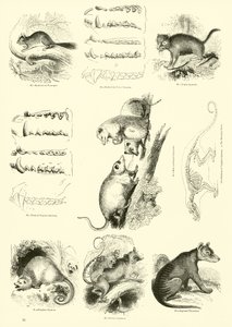 Page du Musée Pictural de la Nature Animée - English School