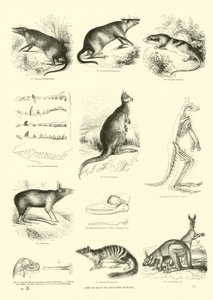 Page du Musée Pictural de la Nature Animée - English School