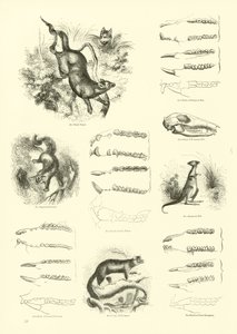 Page du Musée Pictural de la Nature Animée - English School