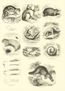 Page du Musée Pictural de la Nature Animée