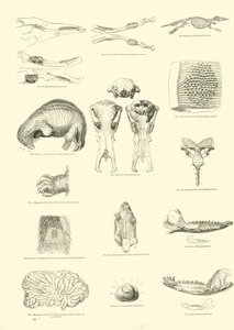 Page du Musée Pictural de la Nature Animée - English School