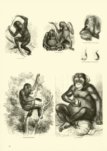 Page du Musée Pictural de la Nature Animée - English School