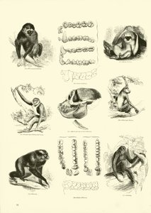 Page du Musée Pictural de la Nature Animée