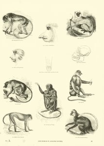 Page du Musée Pictural de la Nature Animée - English School