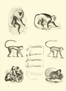 Page du Musée Pictural de la Nature Animée - English School