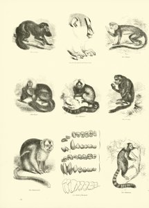 Page du Musée Pictural de la Nature Animée - English School