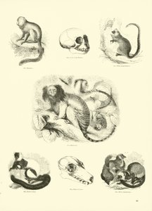 Page du Musée Pictural de la Nature Animée