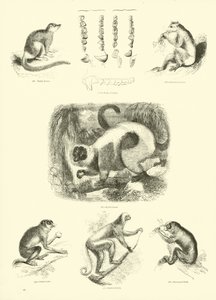 Page du Musée Pictural de la Nature Animée - English School