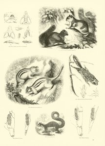 Page du Musée Pictural de la Nature Animée - English School
