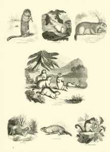 Page du Musée Pictural de la Nature Animée - English School