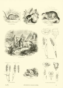 Page du Musée Pictural de la Nature Animée