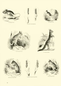 Page du Musée Pictural de la Nature Animée