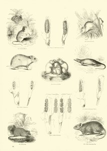 Page du Musée Pictural de la Nature Animée - English School
