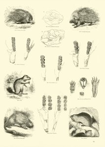 Page du Musée Pictural de la Nature Animée - English School