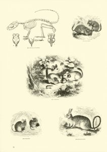 Page du Musée Pictural de la Nature Animée - English School