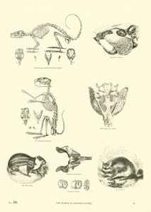 Page du Musée Pictural de la Nature Animée - English School