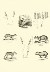 Page du Musée Pictural de la Nature Animée