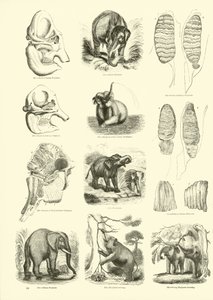 Page du Musée Pictural de la Nature Animée - English School