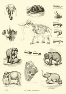 Page du Musée Pictural de la Nature Animée - English School