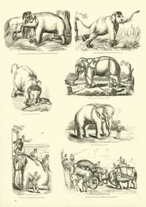 Page du Musée Pictural de la Nature Animée - English School