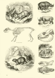 Page du Musée Pictural de la Nature Animée - English School