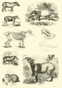 Page du Musée Pictural de la Nature Animée - English School