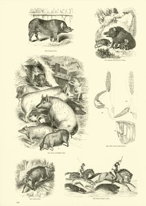 Page du Musée Pictural de la Nature Animée - English School