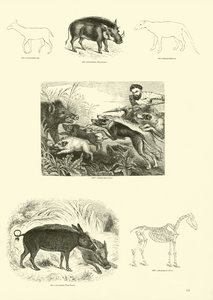 Page du Musée Pictural de la Nature Animée